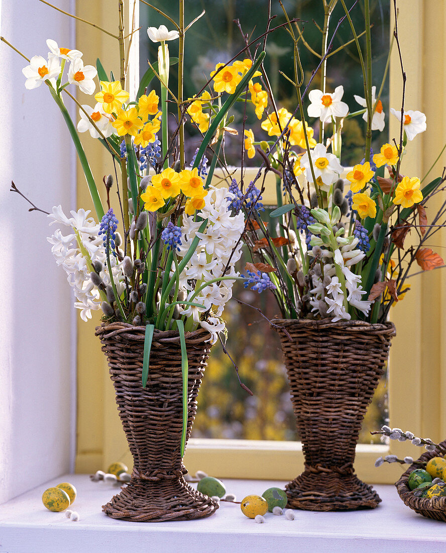 Narcissus 'Geranium' and 'Grand Soleil d'Or'. Grand Soleil d'Or', Muscari (grape hyacinths)