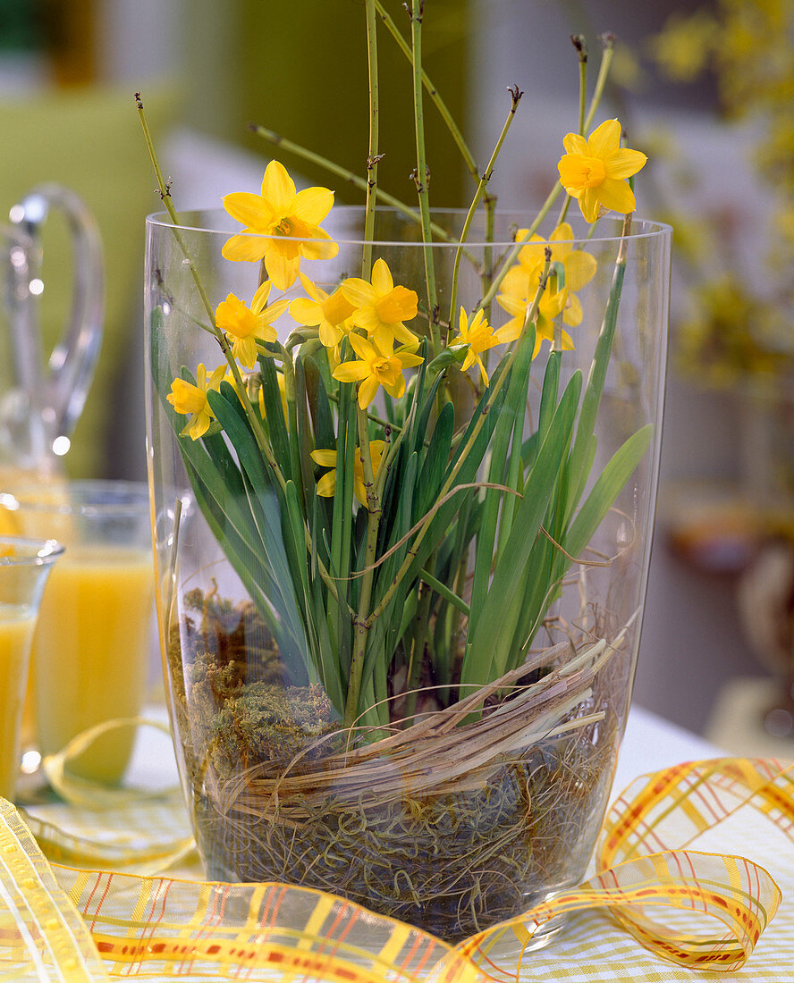 Narcissus 'Tete a Tete' (Narzissen mit Zweigen von Cornus)