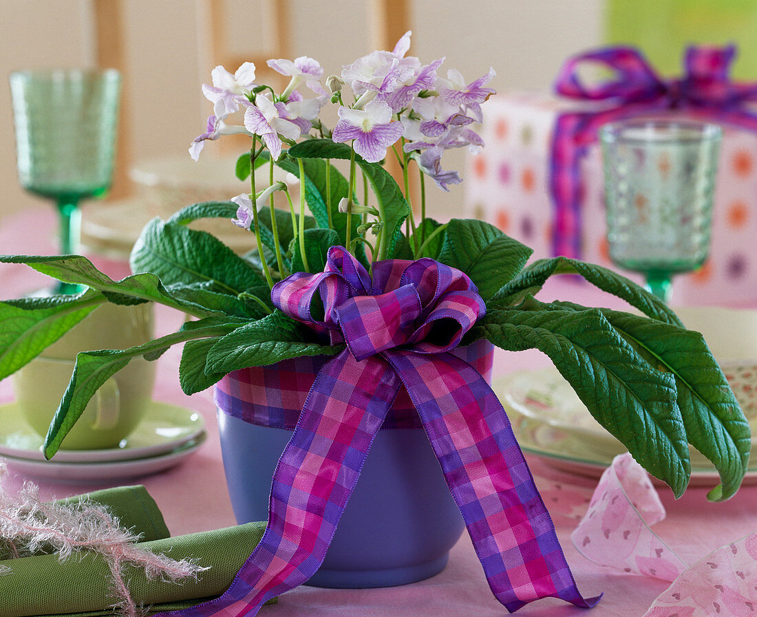 Streptocarpus 'Marleen' (turnip fruit) in purple pot