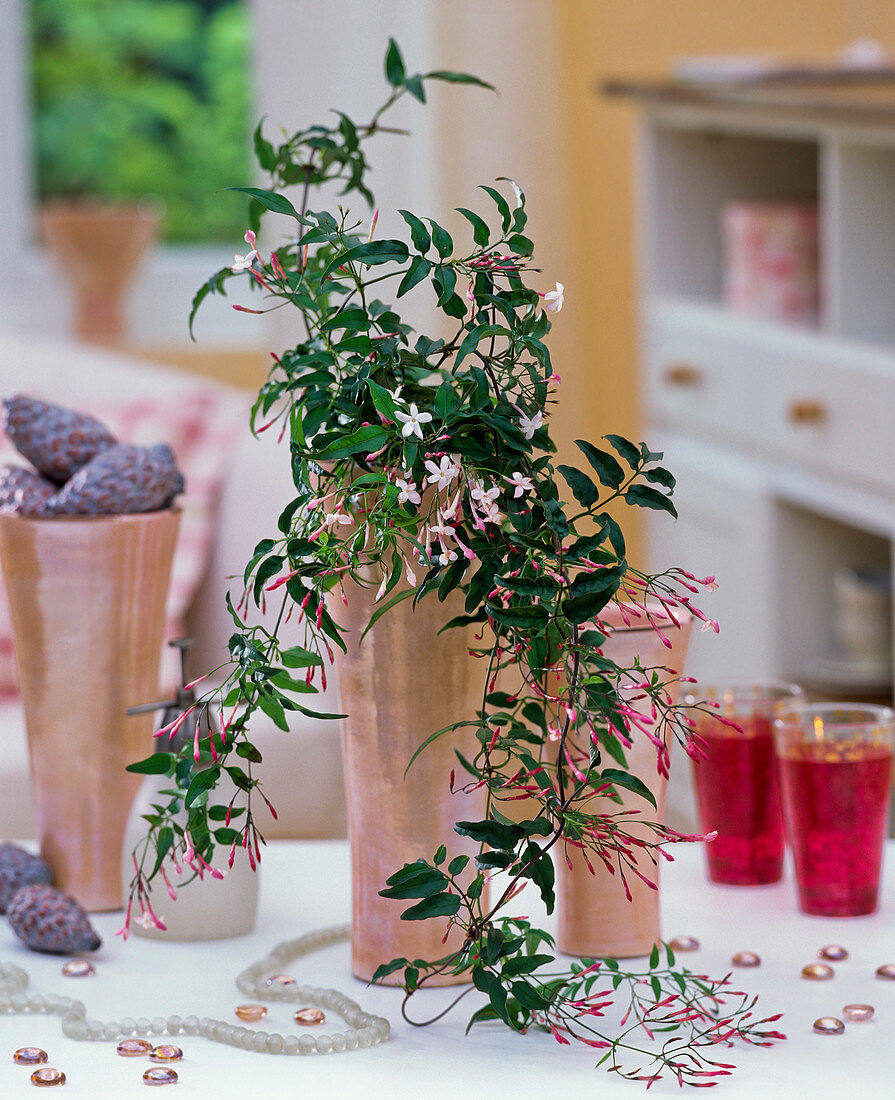 Jasminum polyanthum (indoor jasmine) in a rose-coloured vase