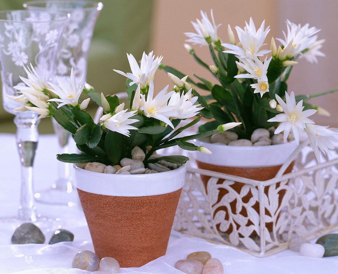 Rhipsalidopsis gaertneri 'Alba' (Easter cactus), stones