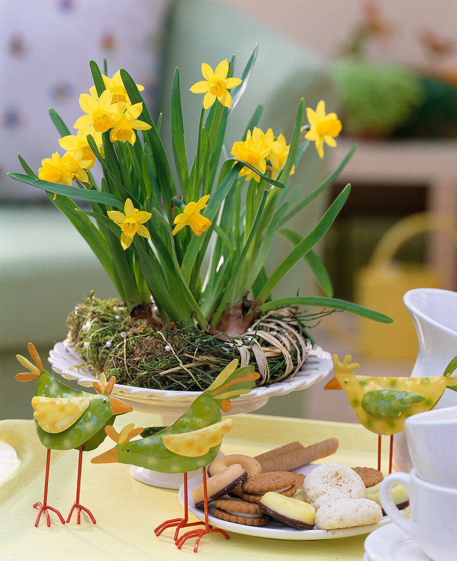 Narcissus 'Tete a Tete' (daffodils) in a wreath of straw