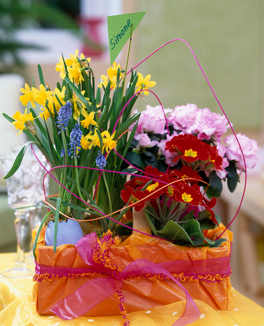 Narcissus 'Tete a Tete' (Narzissen), Azalea (Zimmerazalee), Primula