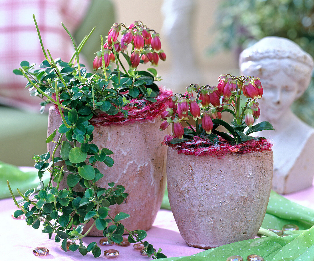 Kalanchoe 'Wendy' (Glöckchenkalanchoe), Peperomia rotundifolia