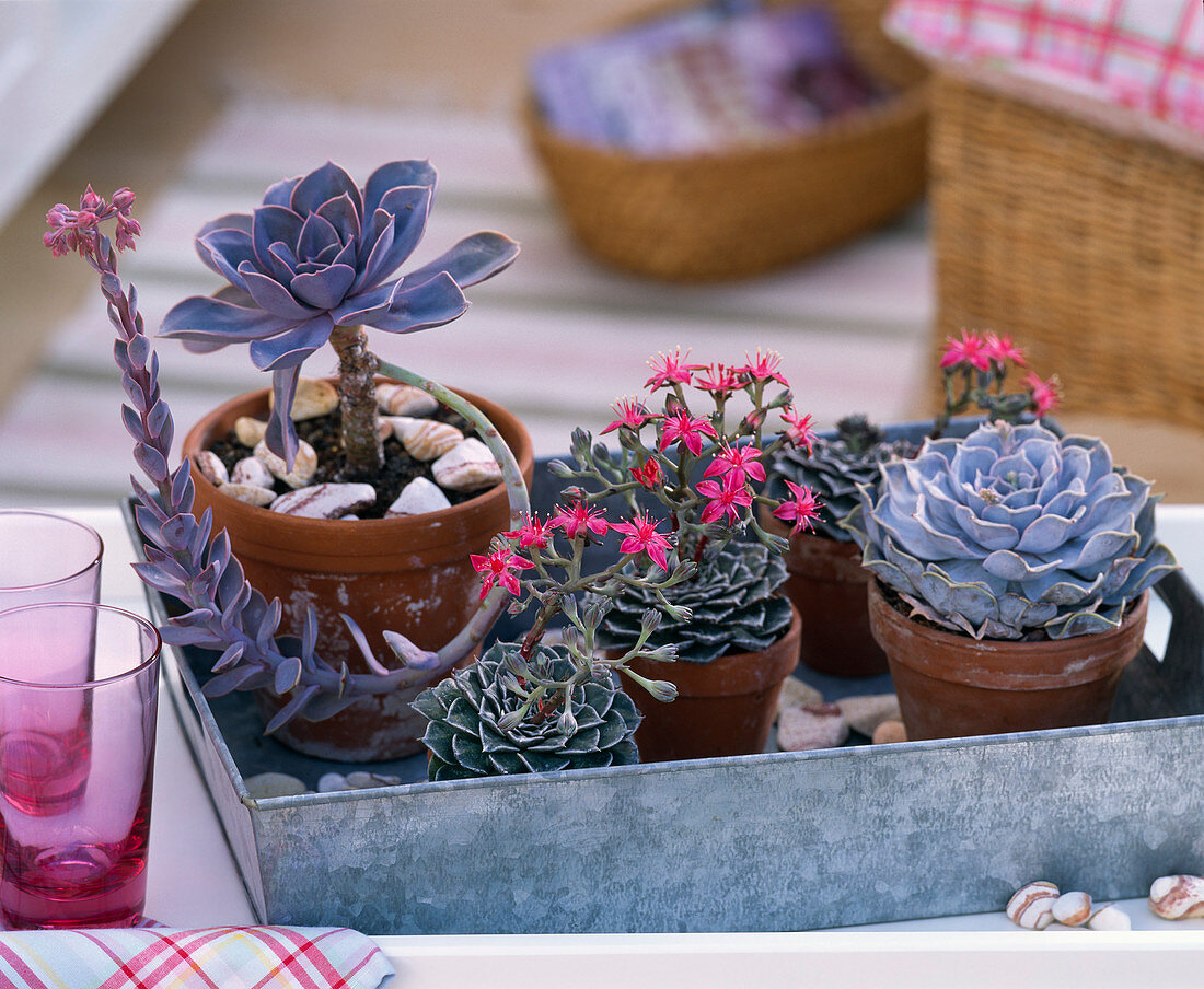 Echeveria 'Pearl Of Nürnberg',