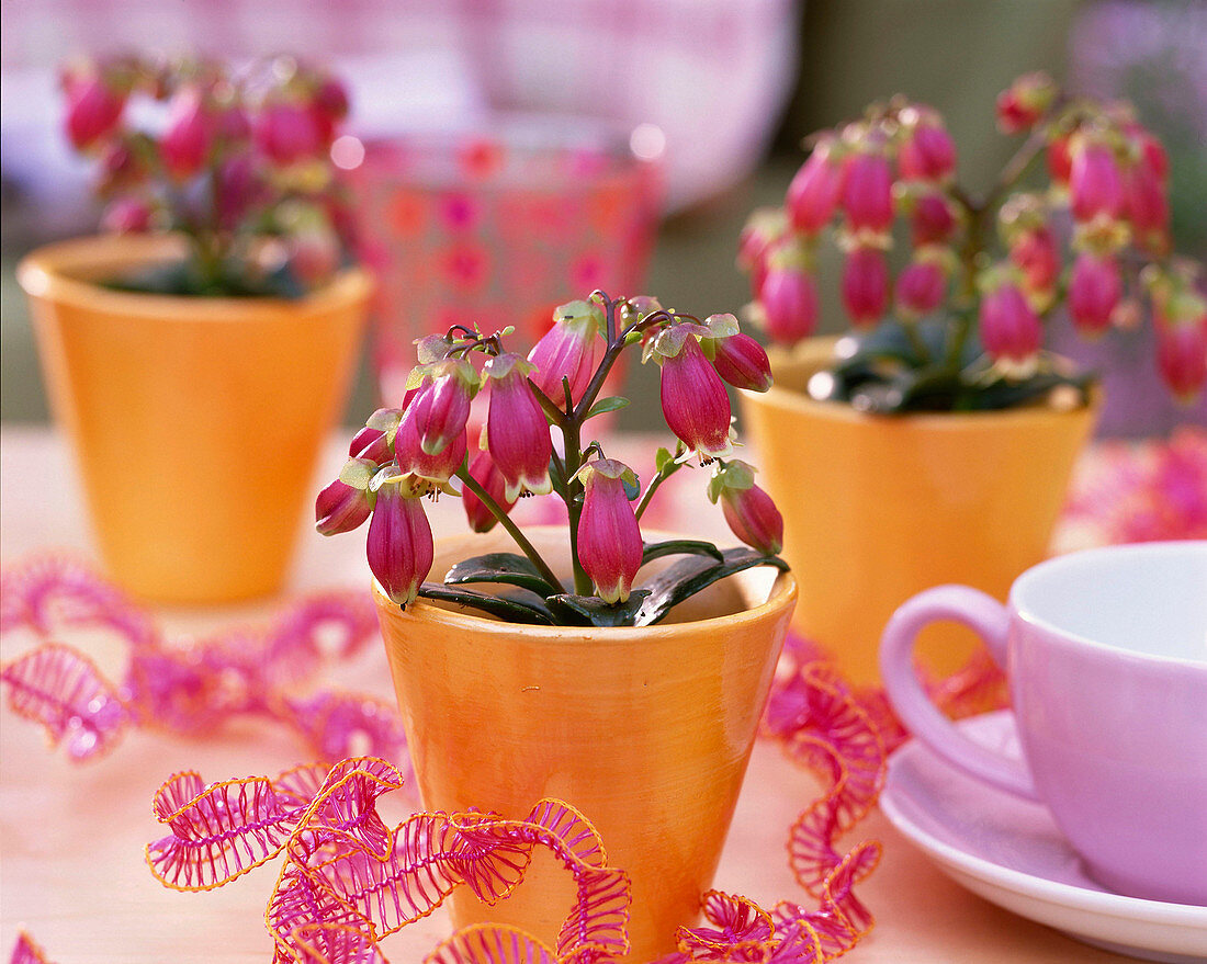 Kalanchoe 'Wendy' / Glockenkalanchoe in orangen Töpfchen