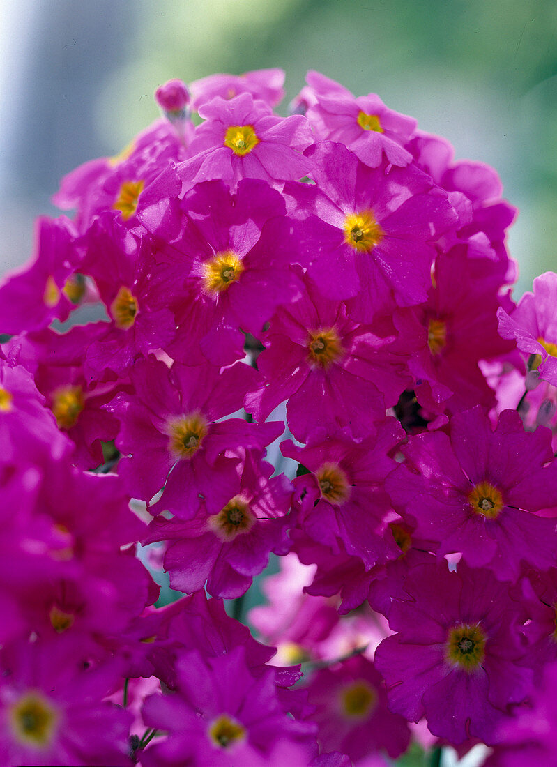 Primula malacoides (Fliederprimel pink)