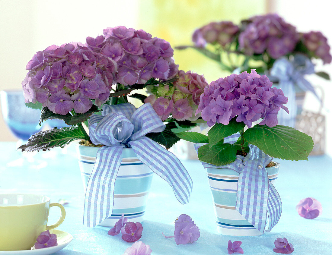 Hydrangea macrophylla (blaue Hortensien in Ringeltöpfen mit blau-weißen Schleifen