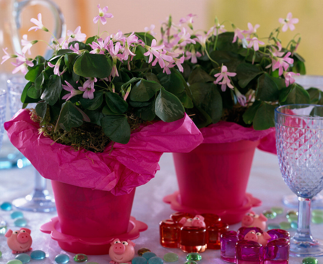 Oxalis triangularis (rose flower), ornamental clover with pink sleeves