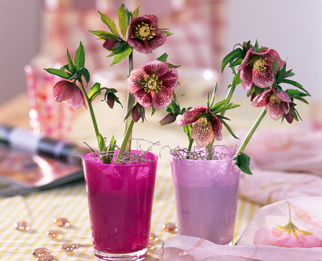 Helleborus orientalis (Lenzrose) in pink and pink jars