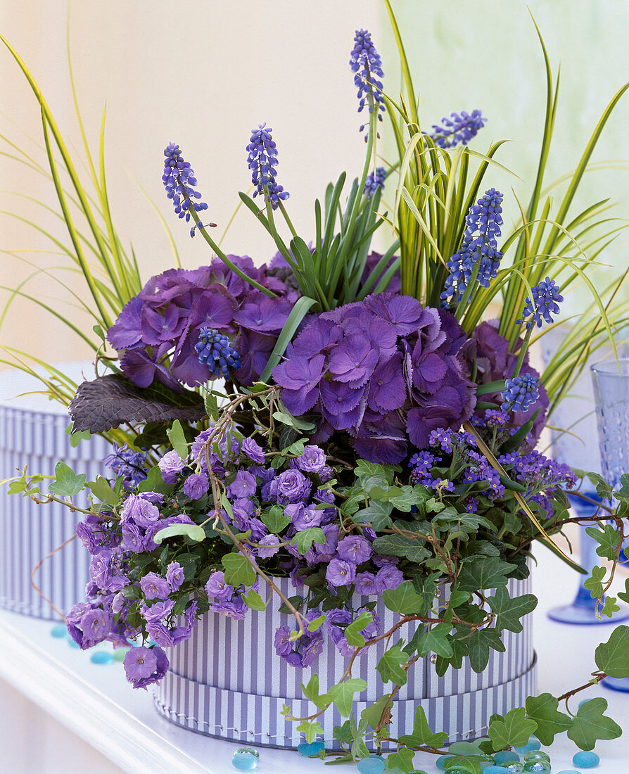 Hydrangea (Hydrangea), Campanula 'Thorpedo Blue Ball' (double bellflower)