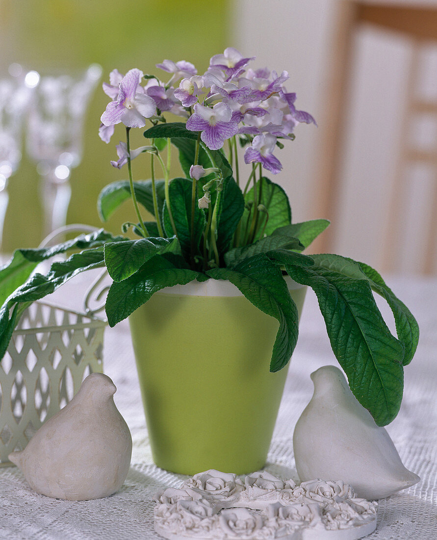 Streptocarpus 'Marlene' (turnip) in a may green pot