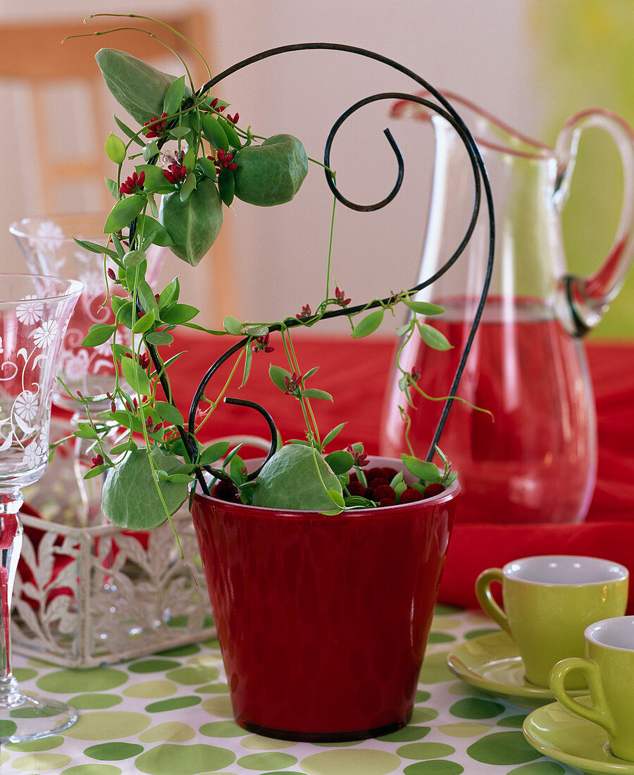 Dischidia pectenoides (balloon plant) in a red glass pot