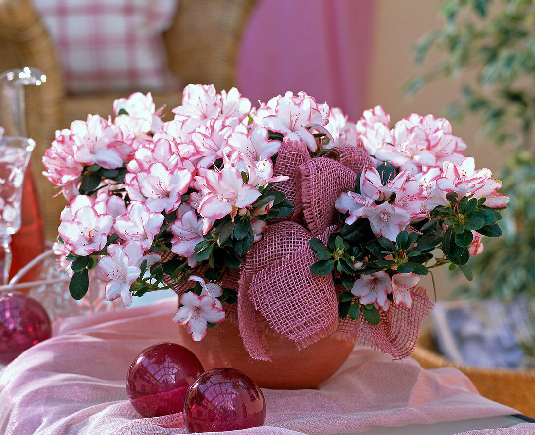 Azalea, Rhododendron simsii (indoor azalea), glass balls