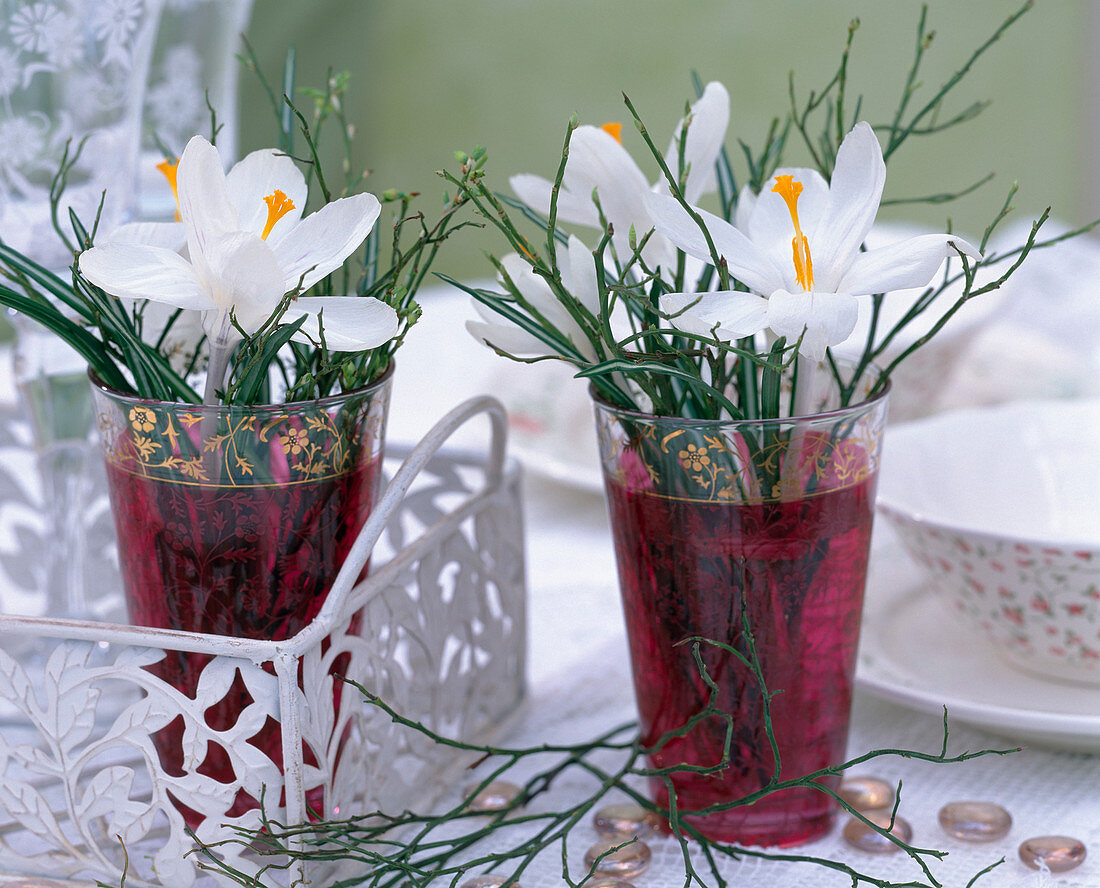 Crocus 'Jeanne d'Arc' (Crocus), Vaccinium (Blueberry branches)