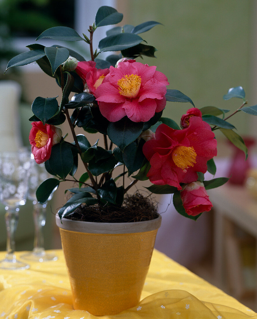 Camellia 'Barbara Morgan' (Kamelie) im gelben Topf