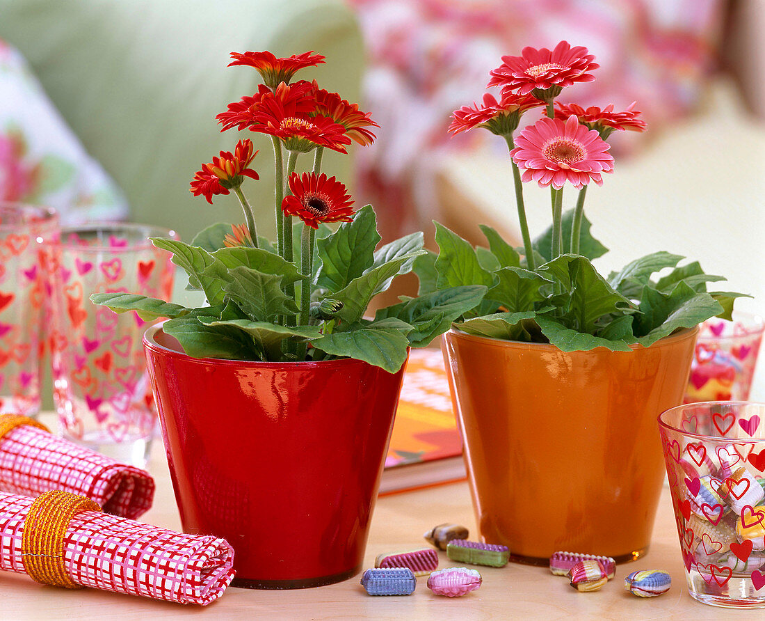 Gerbera in orange and red glass pots