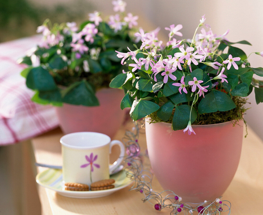 Oxalis triangularis (pink-flowering ornamental clover with moss)