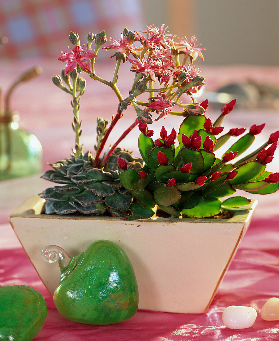 Rhipsalidopsis gaertneri (Easter cactus), Graptopeltatum 'Tacitus' (geranium)