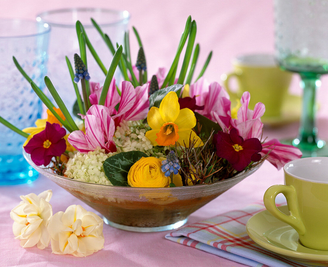 Narcissus 'Jetfire' and 'Bridal Crown' (daffodils), Cyclamen (cyclamen)