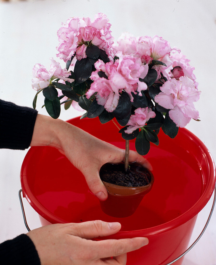 Azalea (Rhododendron simsii) indoor azalea