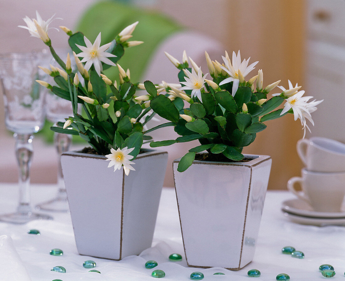 Rhipsalidopsis gaertneri syn. Hatiora gaertneri (Easter cactus)