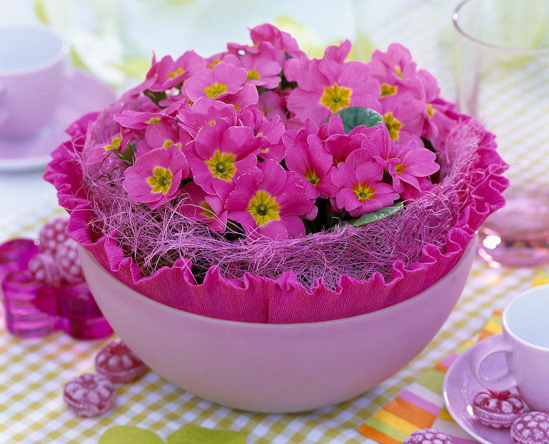 Primula acaulis (spring primroses) with pink cuff