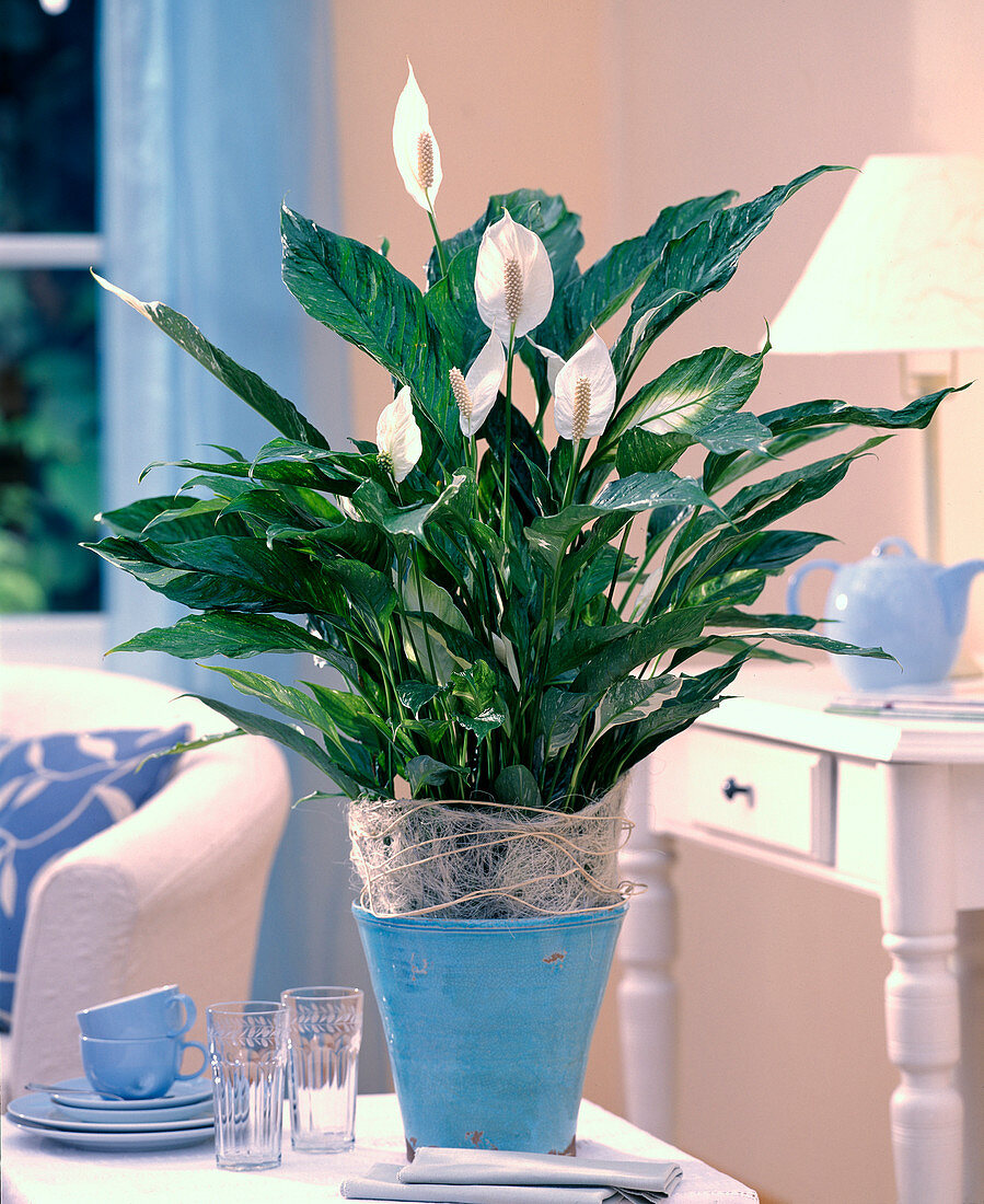 Spathiphyllum variegatum 'Domino' (variegated monocot)