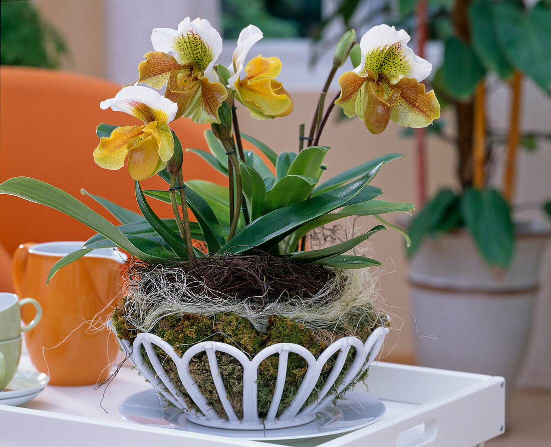 Paphiopedilum / Frauenschuhorchidee mit Kranz aus Muehlenbeckiaranken