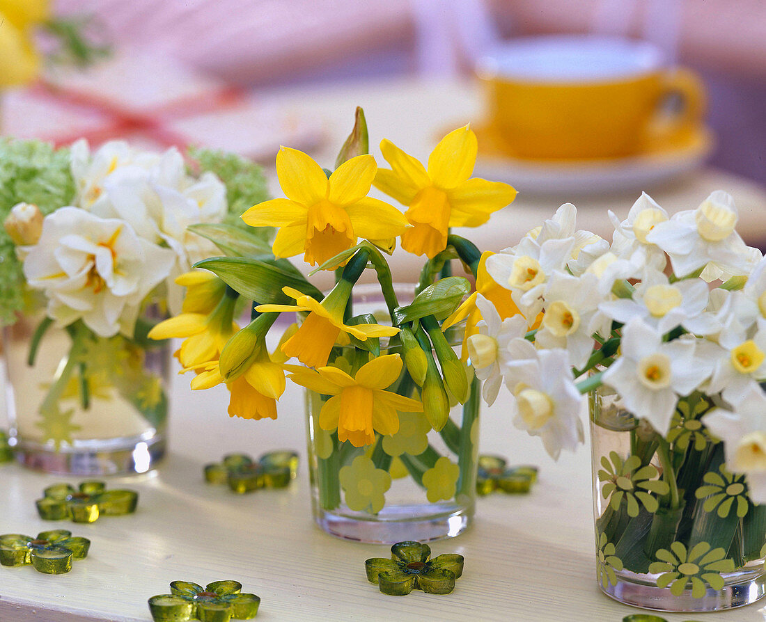 Narcissus 'Tete a Tete', 'Bridal Crown', and 'Ziva' (daffodils)