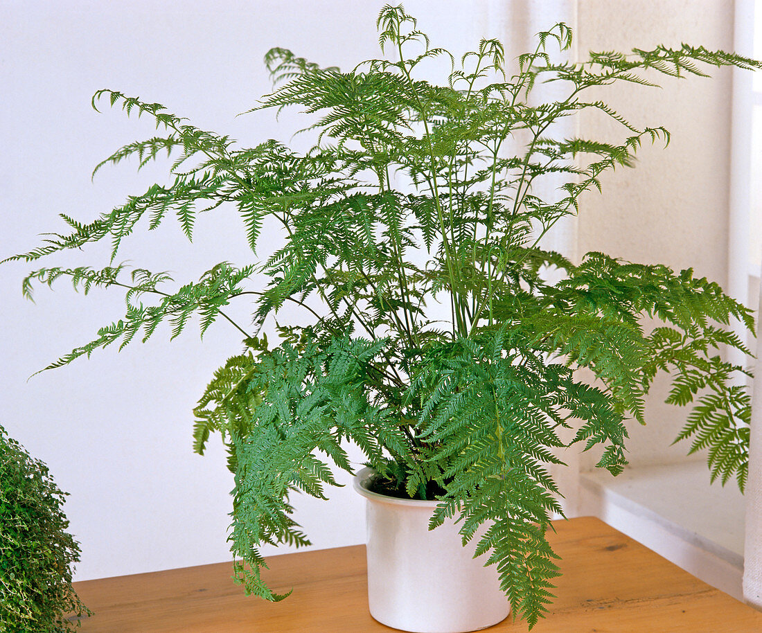 Microlepia speluncae (indoor fern)