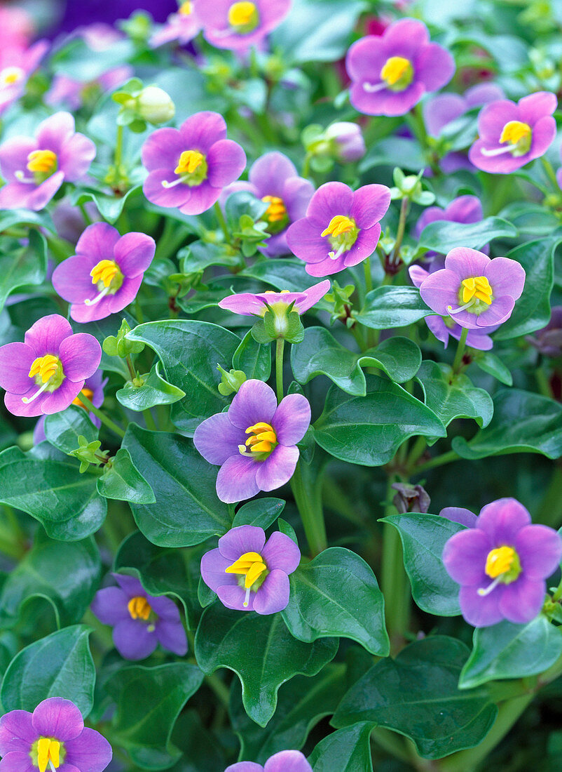 Exacum affine (blaues Lieschen)