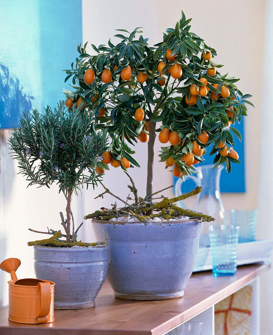 Fortunella japonica (kumquat), Rosmarinus officinalis (Rosmarin)