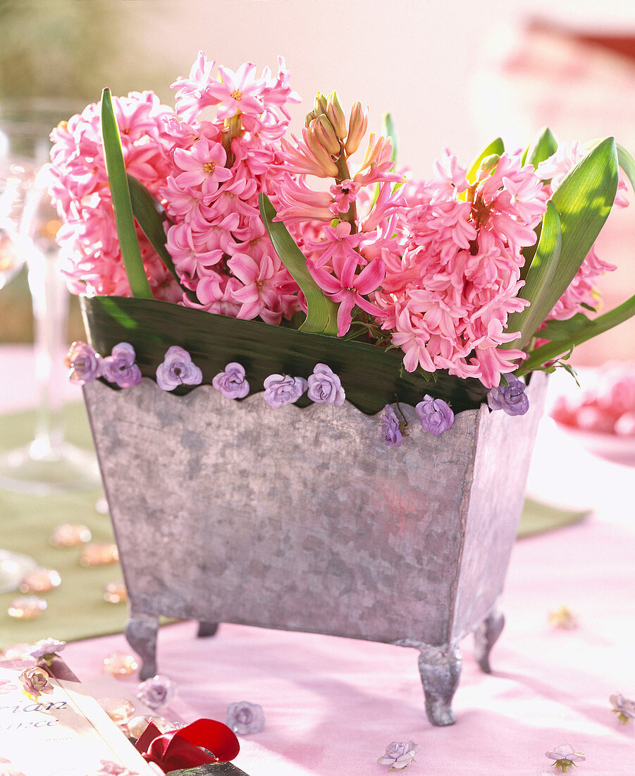 Hyacinthus orientalis (Hyacinths in bloom) in tin jardiniere