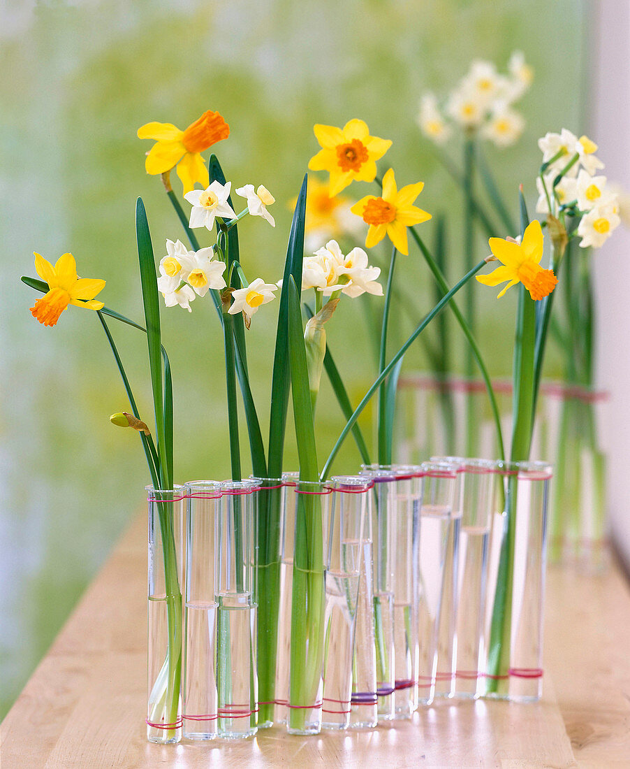 Test tube vases: Chain of test tubes with Narcissus 'Jetfire'