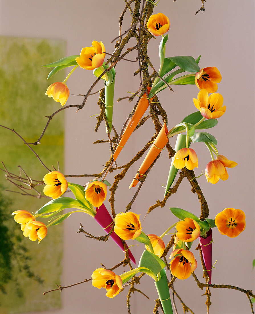 Sambucus (elder branches), Tulipa 'Ad Rem' (tulips)