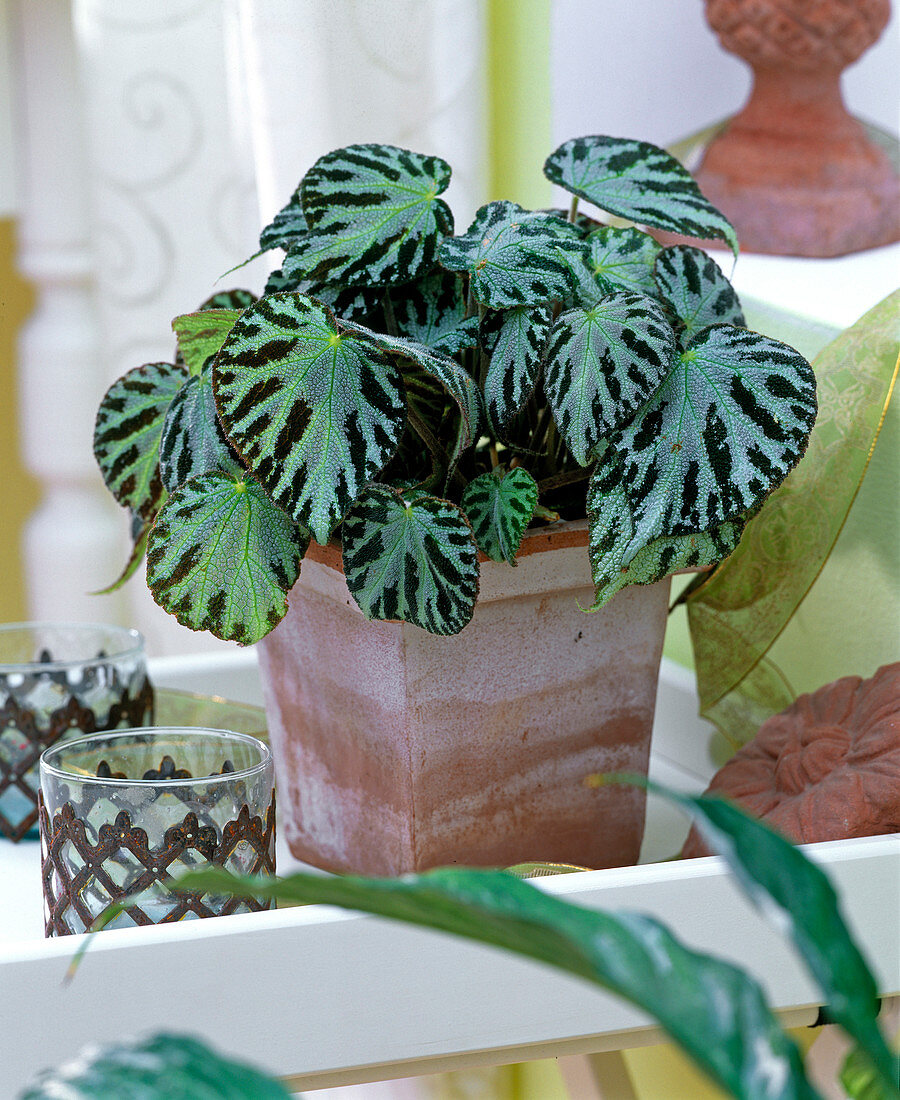 Begonia Optima Series 'Silver Yewell' (Foliage Begonia)