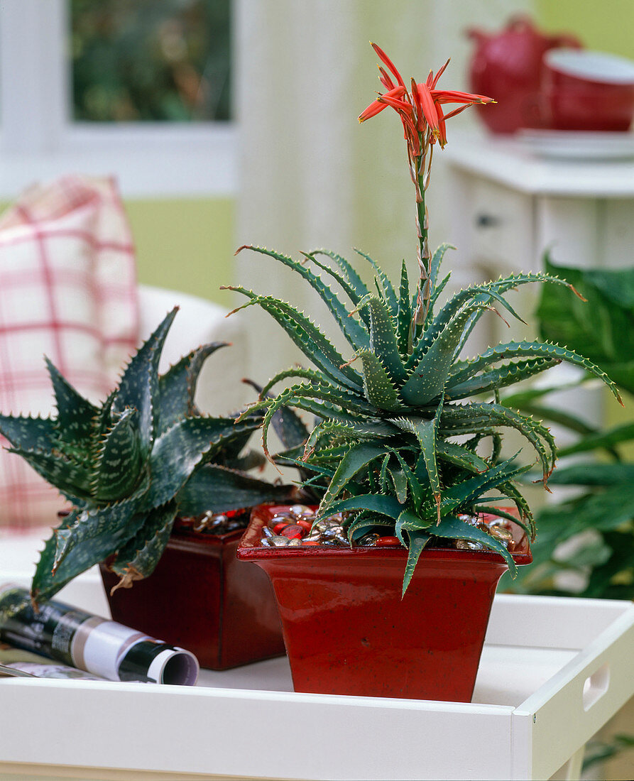 Aloe saponaria u. brevifolia (Aloe-Hybriden) in Vierecktöpfen