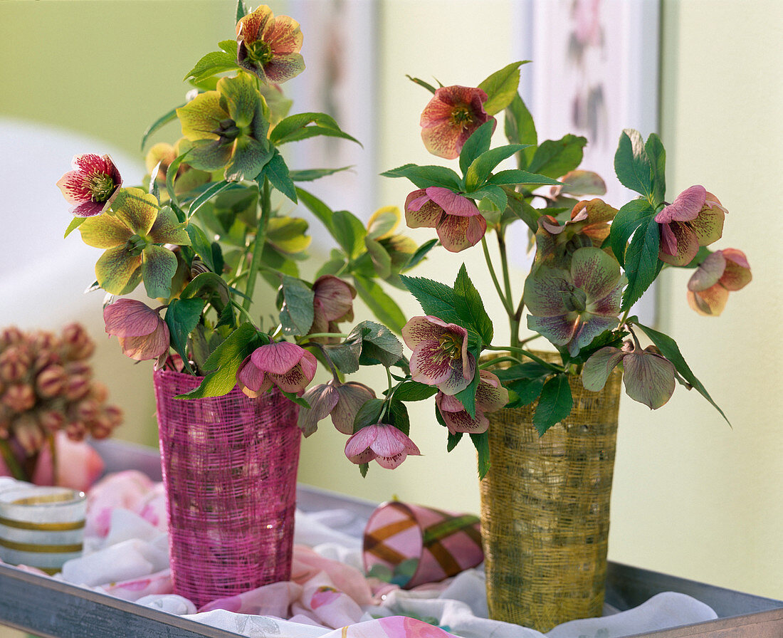 Helleborus orientalis (Lenzrose) in vases with a textile cover