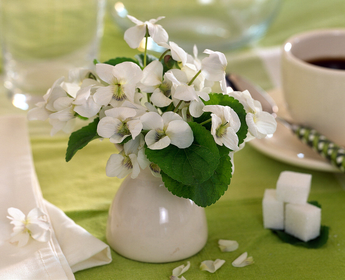 Viola sororia 'Alba' (White Peony Violet) in mini vase