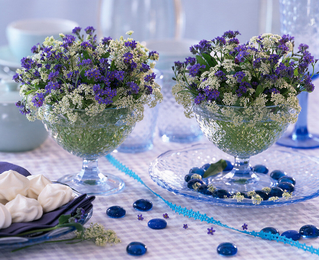 Myosotis compindii (Forget-me-not), Conium (Hemlock)