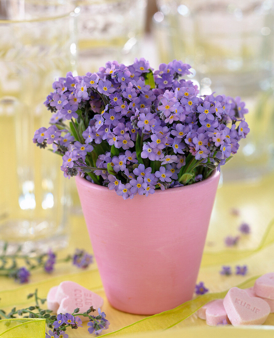 Myosotis (forget-me-not) in pink vases