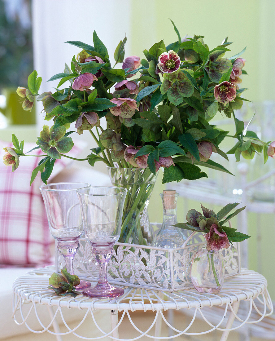 Helleborus orientalis (lenten hellebore) in glass vase on metal tray