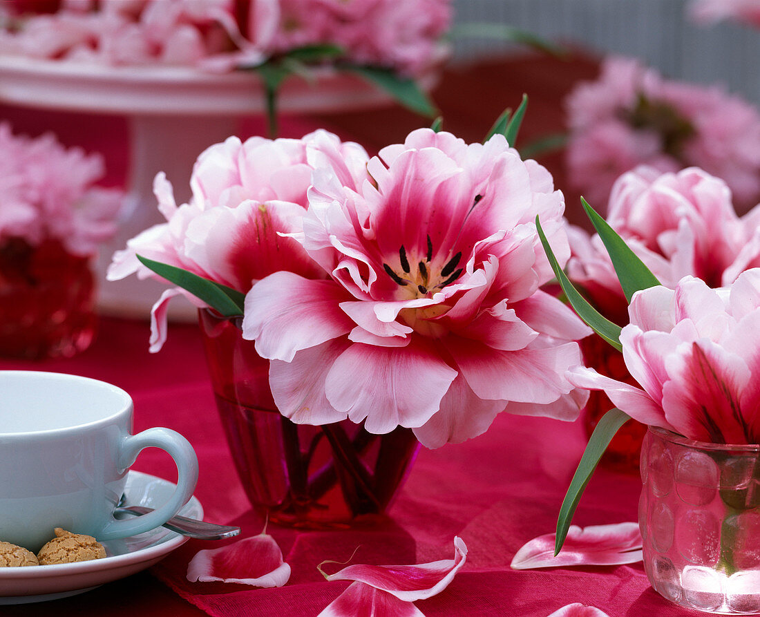 Tulipa 'Wirosa' / gefüllte, rot-weiße Tulpe