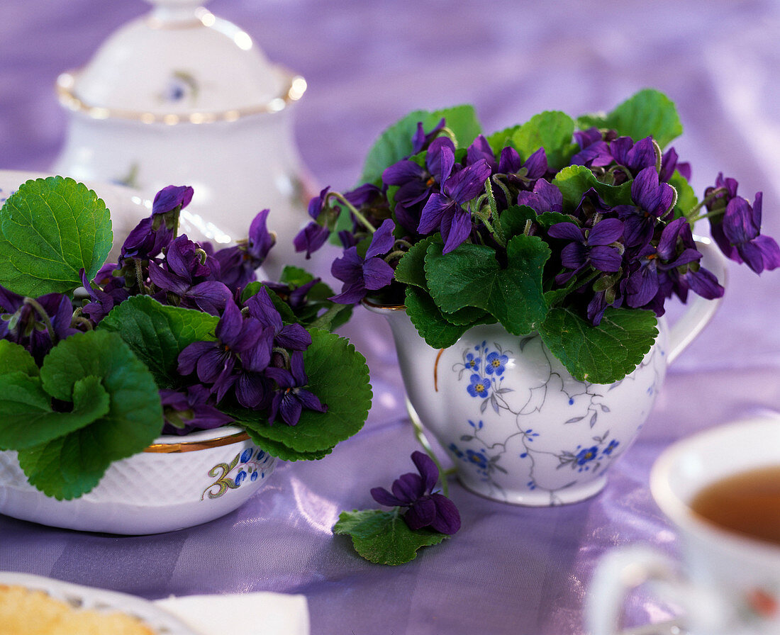 Viola odorata (scented violet) in grandma's milk jug and sugar
