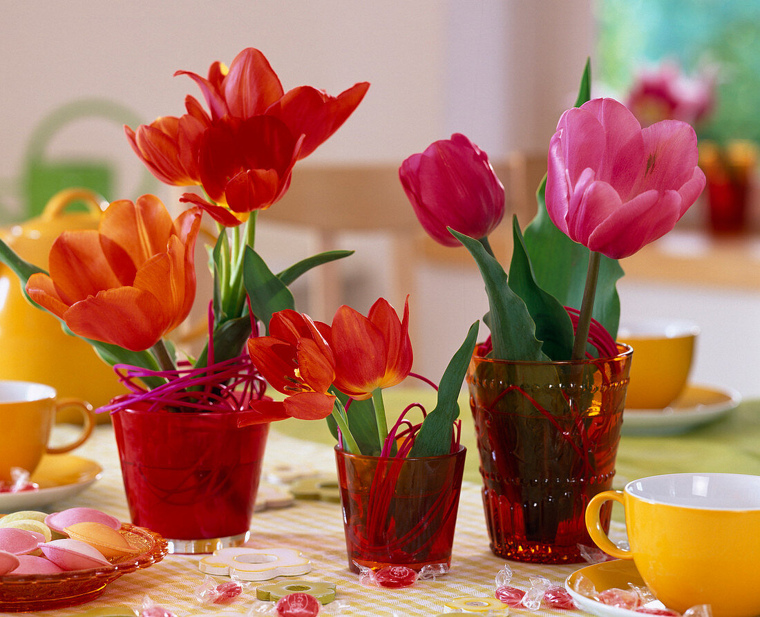 Tulipa (Tulpen) in kleinen Gläsern