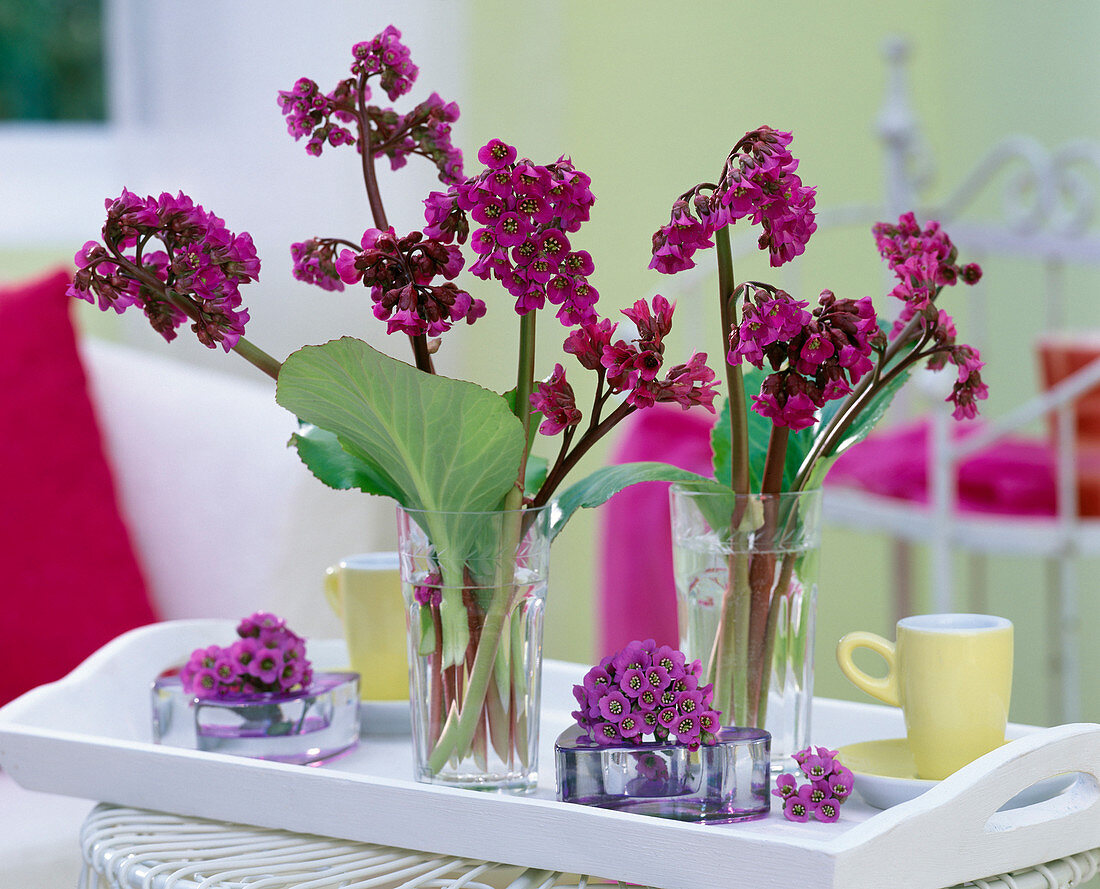 Bergenia cordifolia (Bergenie) in glasses on wooden tray