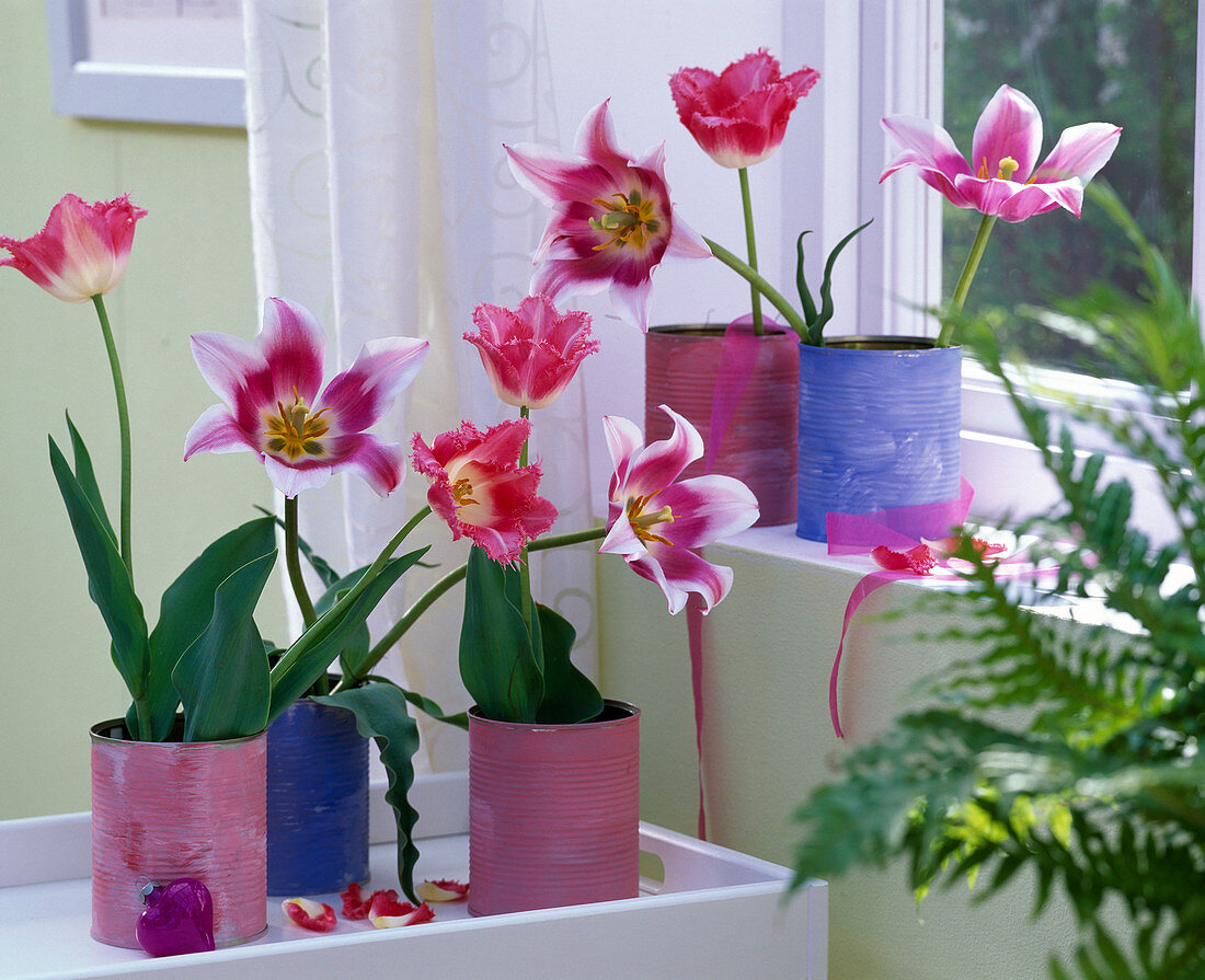 Tulipa 'Claudia', ' Crispa' (Tulpen) in angemalten Blechdosen