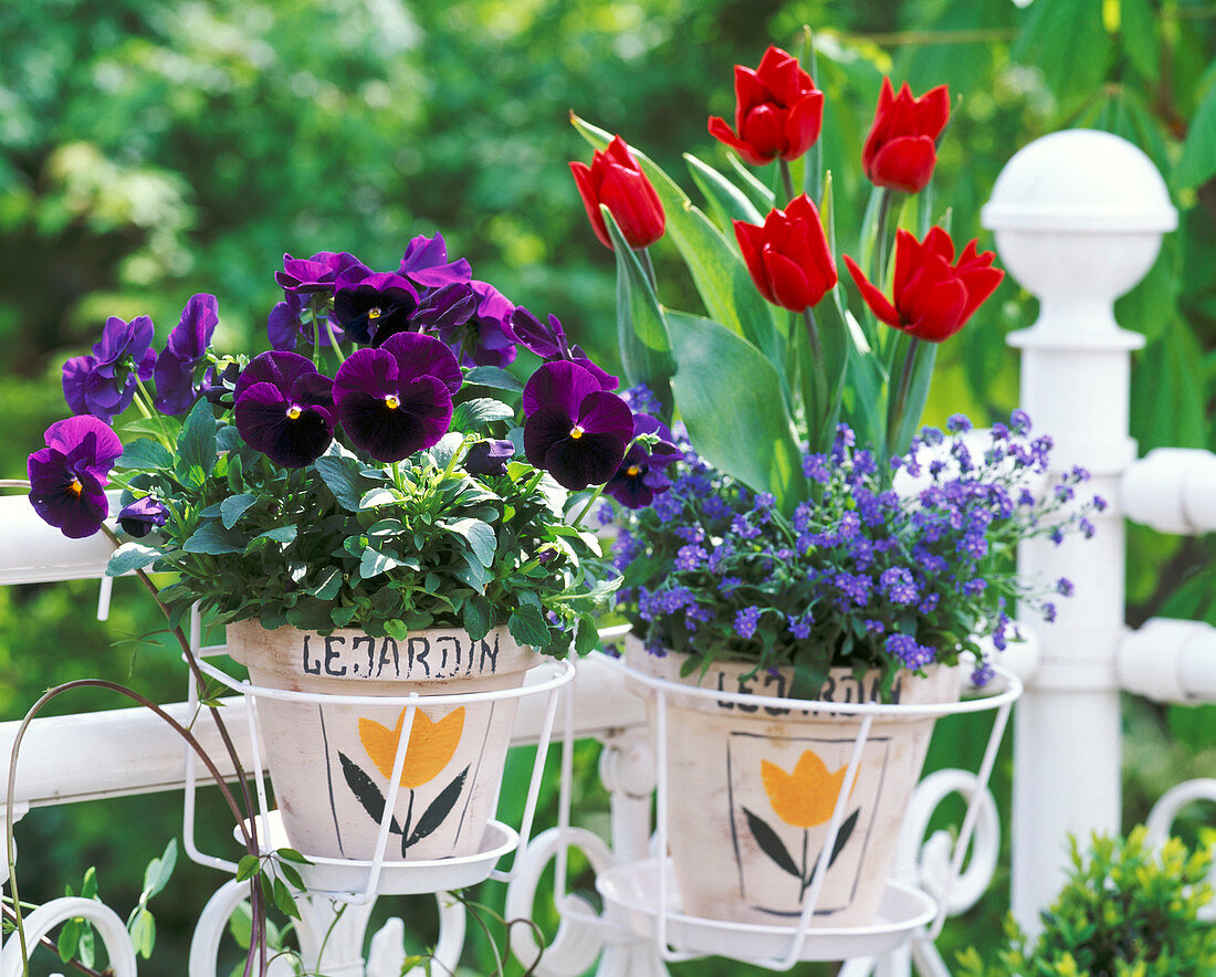 Tulipa (Tulpen), Viola (Stiefmütterchen), Myosotis (Myomark)