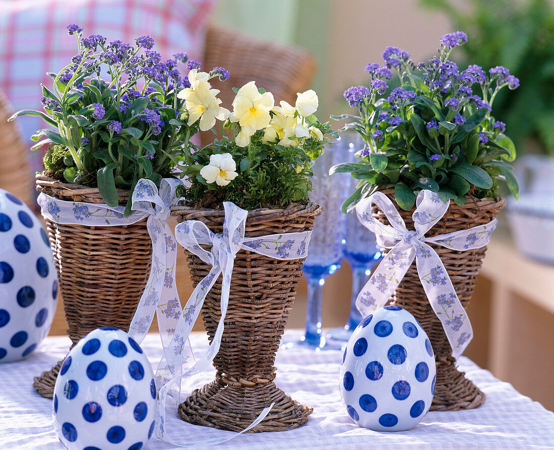 Myosotis 'Myomark' (Forget-me-not), Viola (Pansy)